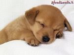 sweetstefy