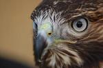 Falco22Art_Decor