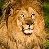 lion971