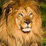 lion971