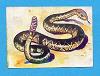 RattleSnake