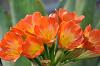 Clivia