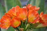 Clivia
