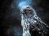 Night_Hawk