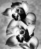Thalia_