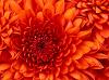artemia_