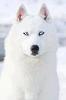 arturo1