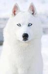arturo1