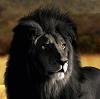 Black_lion