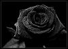 Rosa_Nera