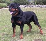 _MASTINO_