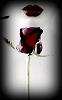 Eddy_71