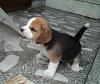 CuccioloSolo