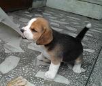 CuccioloSolo