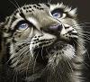 blackdragon76