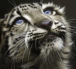 blackdragon76