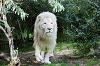 __Lion__