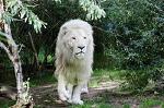 __Lion__