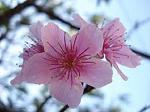 ibrida