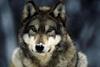 THE_WOLF