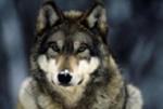 THE_WOLF