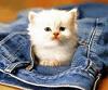 Micia075